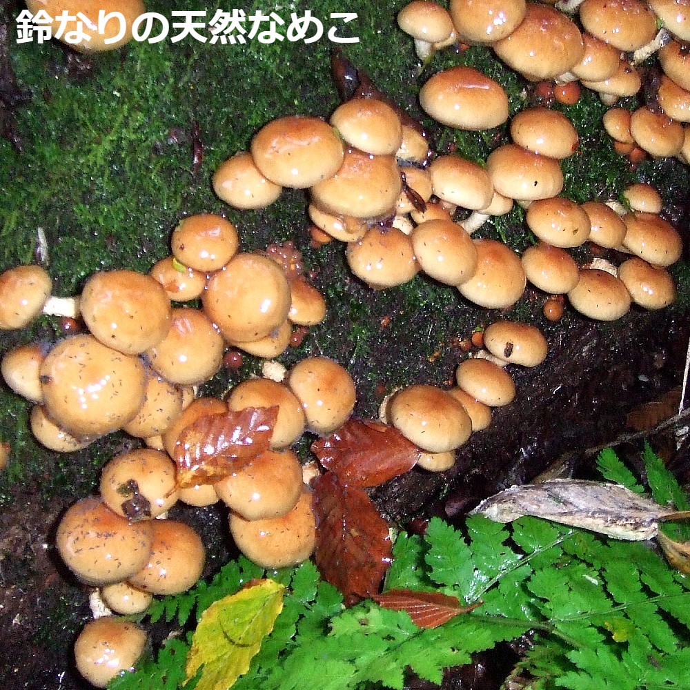 【予約受付】 おいしい天然なめこ きのこ 500g以上 天然ならではの味と風味をどうぞ 山形産(sweetpool gardenさん)のメインイメージ